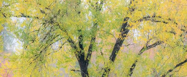 Gulin, Sylvia 아티스트의 USA-Washington State-North Bend tree trunks and golden autumn leaves작품입니다.